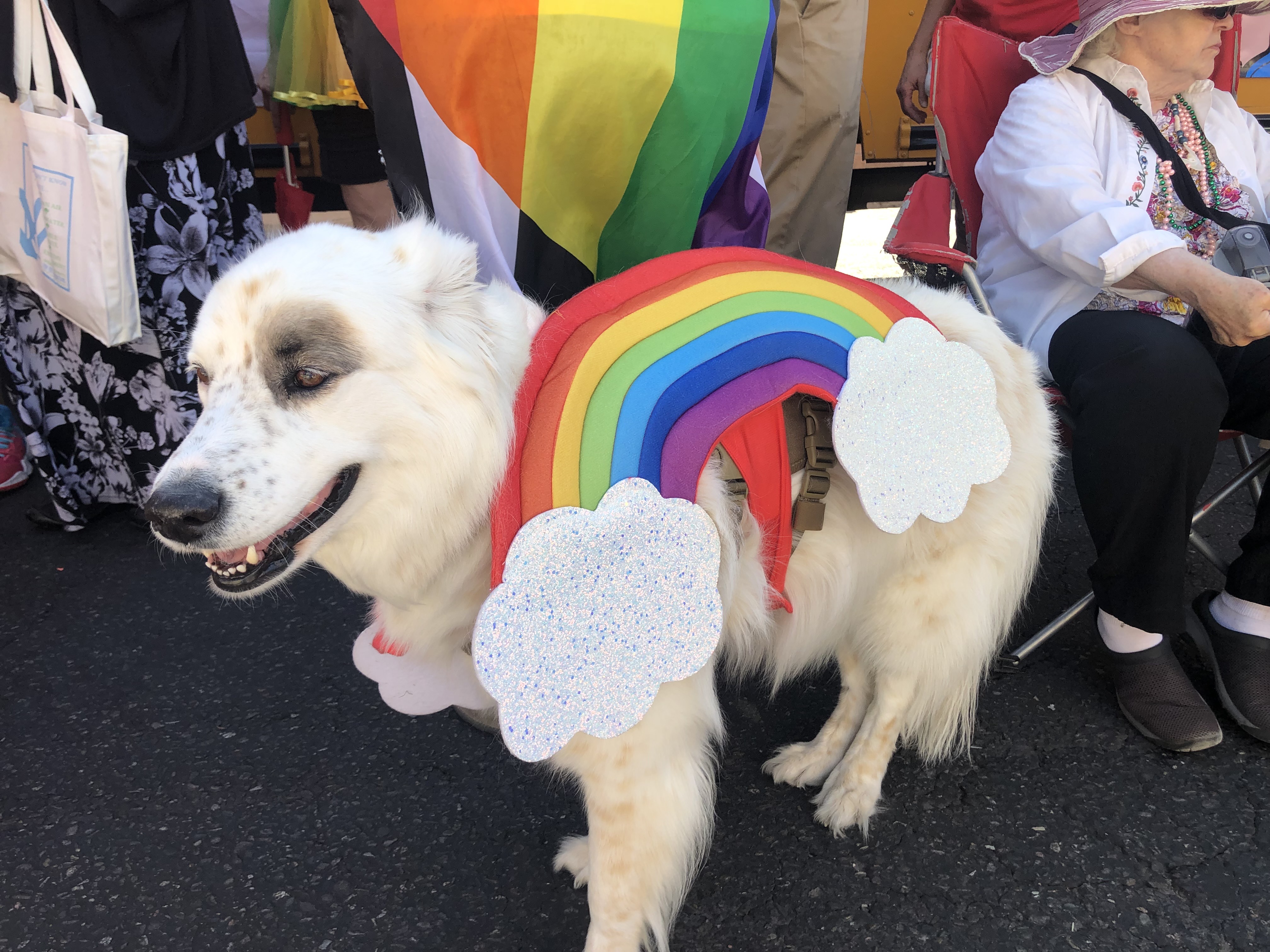 Dogs of Pride!